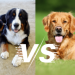 Do you need info about Bernese Mountain Dog vs Golden Retriever? We’ve compiled this article to help you best. Since you have come here to learn more about the differences between Bernese Mountain Dog and Golden Retriever's characteristics, features, hobbies and eating habits.