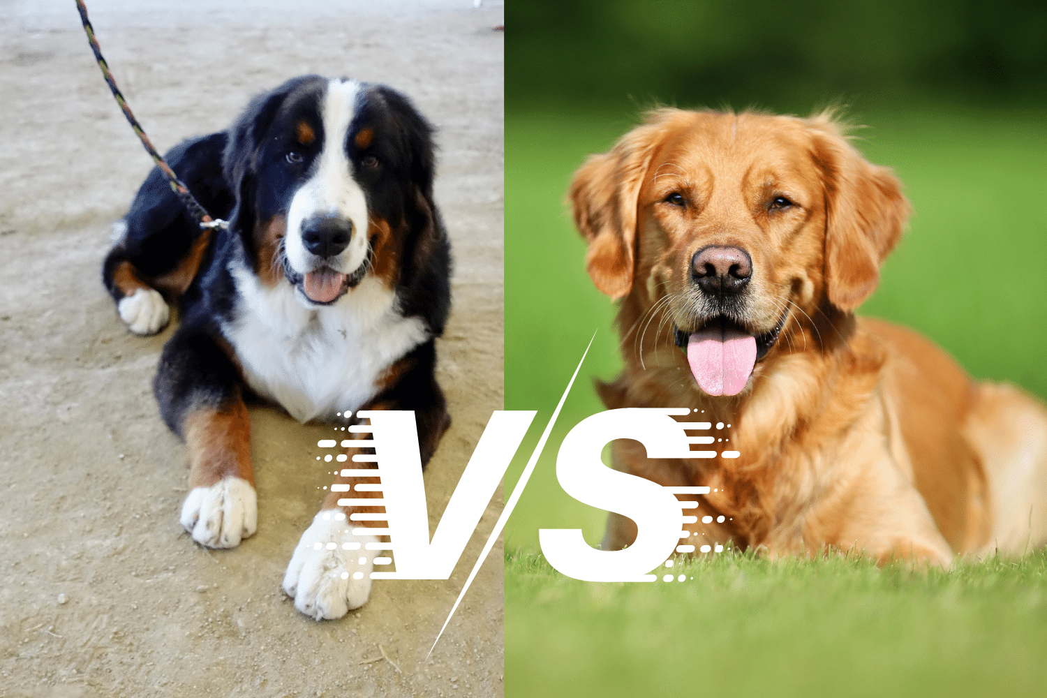 Do you need info about Bernese Mountain Dog vs Golden Retriever? We’ve compiled this article to help you best. Since you have come here to learn more about the differences between Bernese Mountain Dog and Golden Retriever's characteristics, features, hobbies and eating habits.