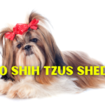 Shih Tzus shed less and are hypoallergenic dogs.