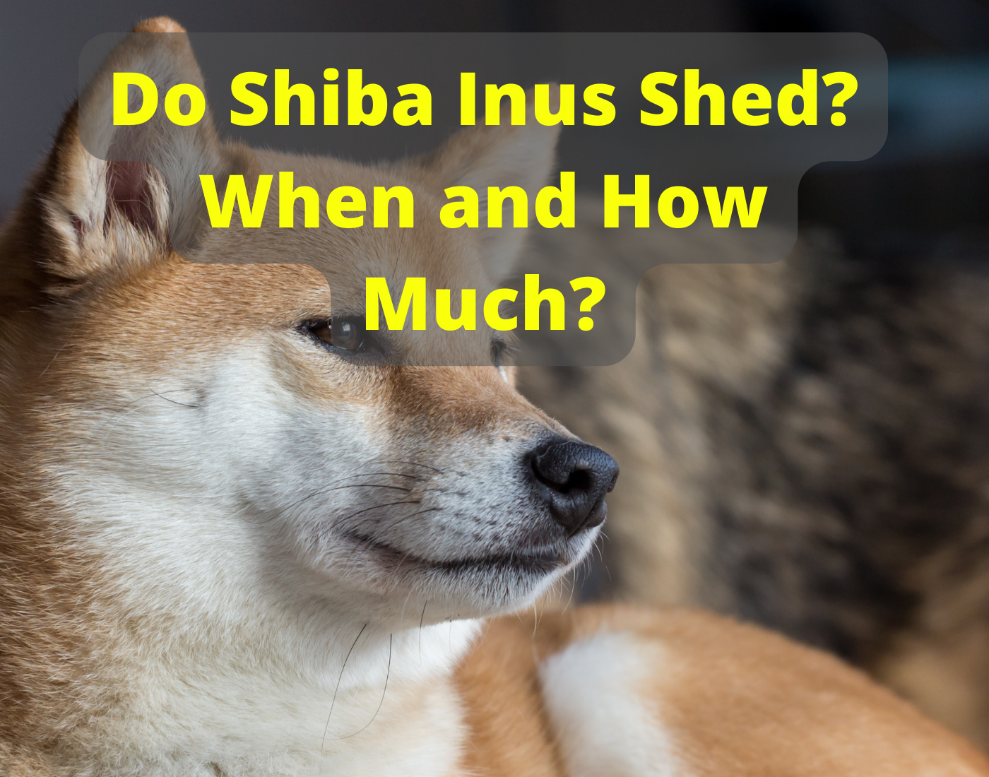 This is an excessively shedding Siba Inu dog