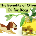 There are numerous benefits of oilve oil or dogs as discussed in this guide