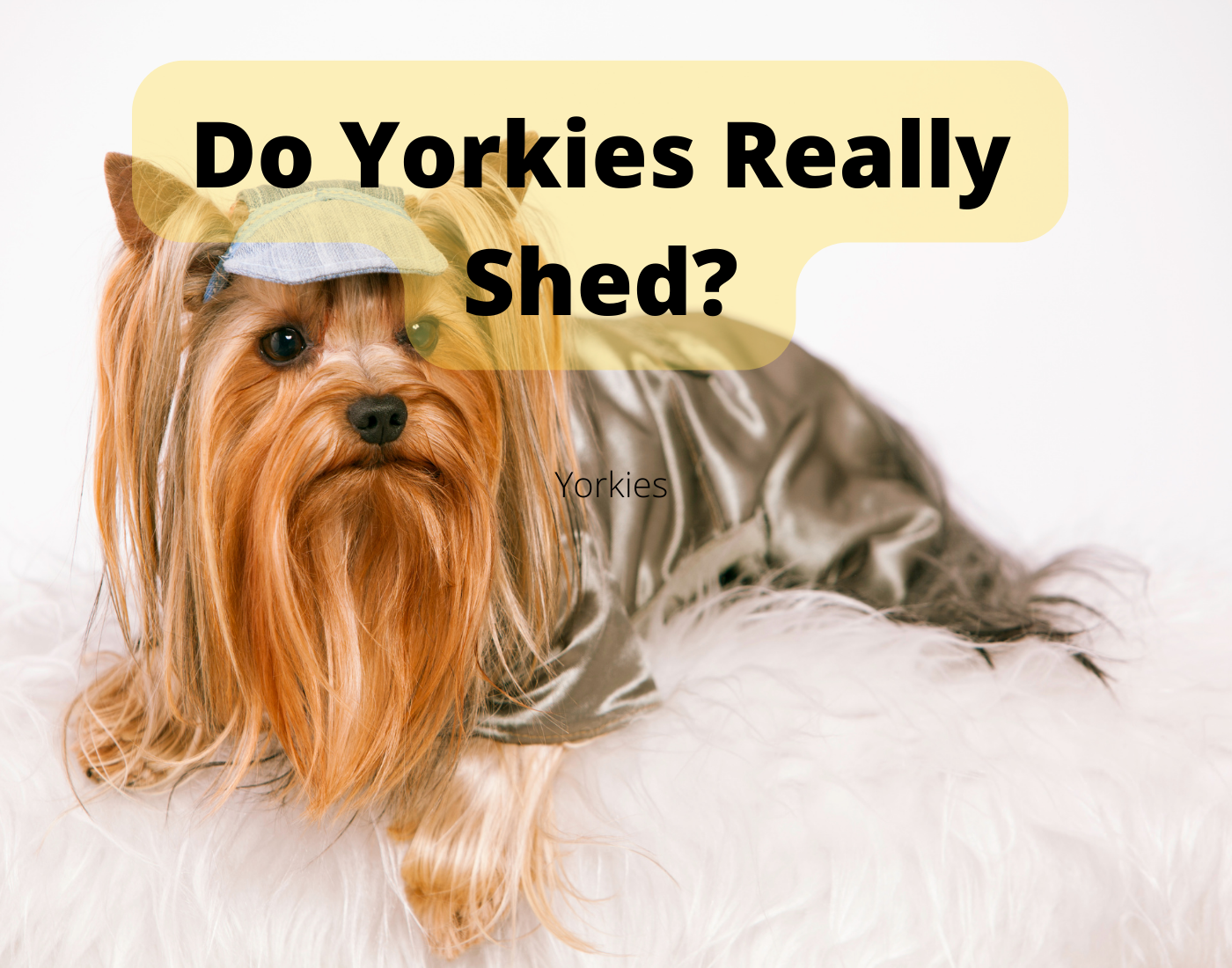 Yorkshire terrier shedding explained